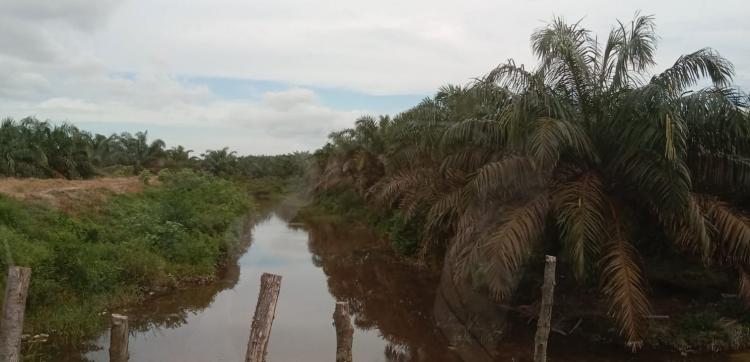 Lahan Sawit 3,3 Juta Hektar di Kawasan Hutan, Kata LBP Pakai Logika, Kita Terpaksa Putihkan