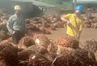 Bahas Masalah Sortasi TBS, DPRD Pelalawan  Bakal Sidak