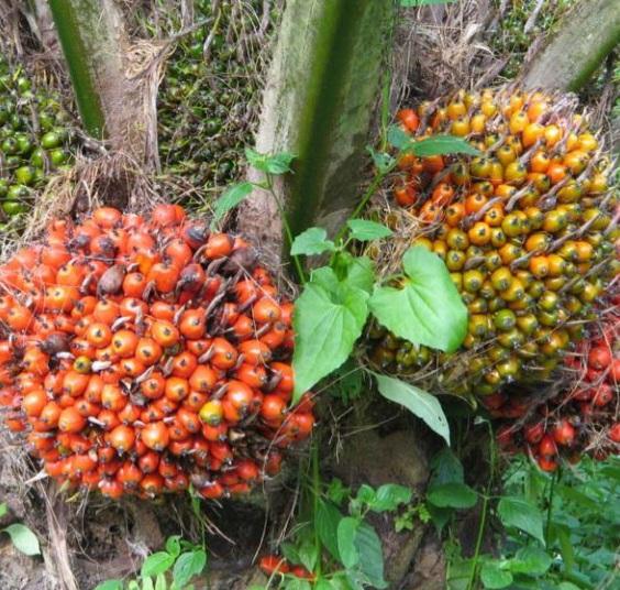 Petani Kelapa Sawit Lesu di Lengkiti, Harga TBS Lebih Murah Dari 'Mie Instan'