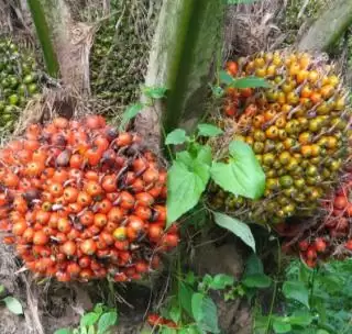 Petani Kelapa Sawit Lesu di Lengkiti, Harga TBS Lebih Murah Dari 'Mie Instan'