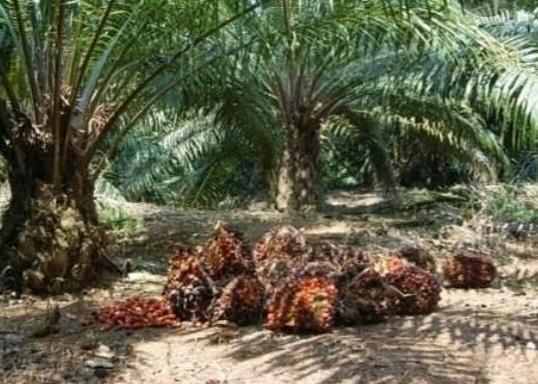 Harga Kelapa Sawit Naik Berturut-turut Meski Tipis-tipis di Jambi