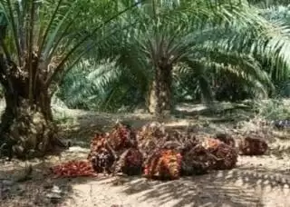 Harga Kelapa Sawit Naik Berturut-turut Meski Tipis-tipis di Jambi