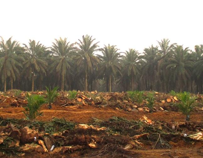 2023, Seluas 700 Hektar Kebun Sawit Diusulkan Replanting di Bengsel