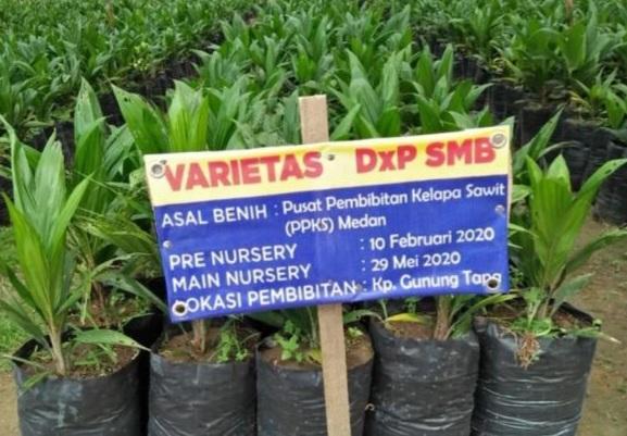 Benih Sawit Varietas Simalungun Diminati Petani di Bengkulu, Kok Bisa!