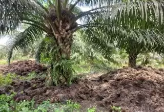 Perusahaan Sawit di Duri Dinilai 'Cuai' Dengan Self Reporting Lewat SIPERIBUN