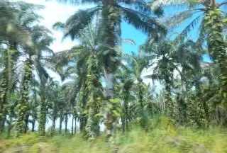 Bapenda Riau Belum Dapat Bocoran Jatah DBH Kelapa Sawit Dari Pempus