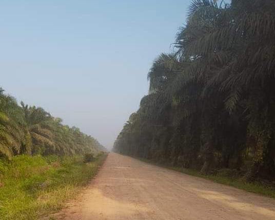 Putusan MK 'Plin Plan' Bikin 'Carut Marut' Lahan Kelapa Sawit