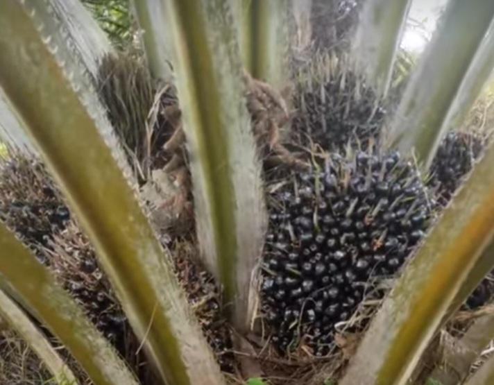 Industri Kelapa Sawit Penopang Penerimaan Negara di Riau