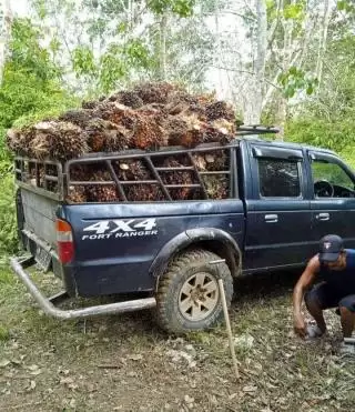 Harga Naik Lagi, Petani Sawit Mitra Swadaya Riau Sumringah Sambut September