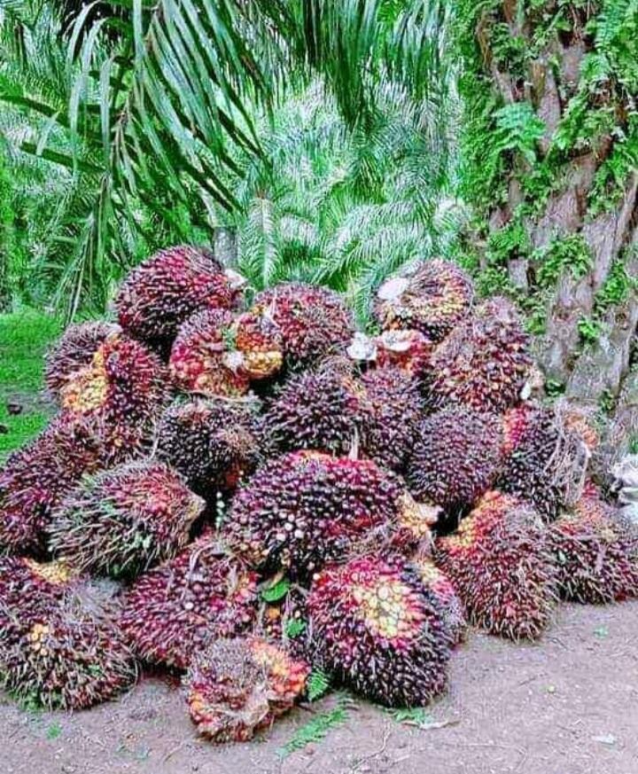 TBS Kelapa Sawit Naik Lagi di Riau, Ayo Cek Ini Daftarnya