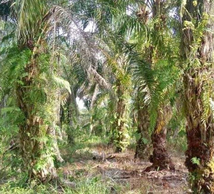 2023, Pemprov Jambi Target 16 Ribu PSR di Delapan Kabupaten