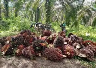 Petani Baru Senang Harga TBS Sawit Tembus Rp2 Ribu Per Kg, Tiba-tiba Turun Beruntun
