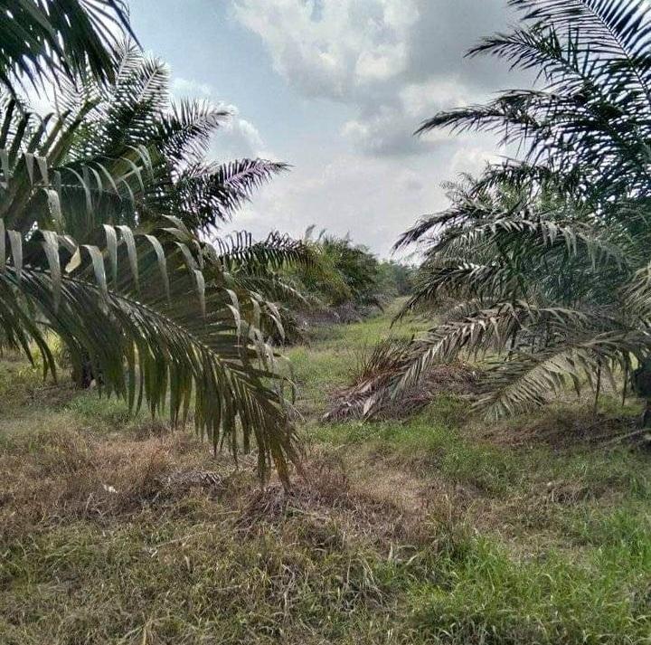 Kolaborasi Dengan Jerman, Ditjenbun Tingkatkan Kapasitas Petani Sawit dan Karet Kalbar