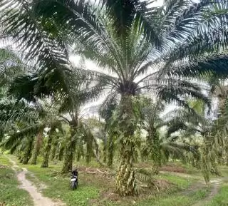Sulit Bedakan Bibit Sawit Jantan dan Betina! Ini Kiatnya