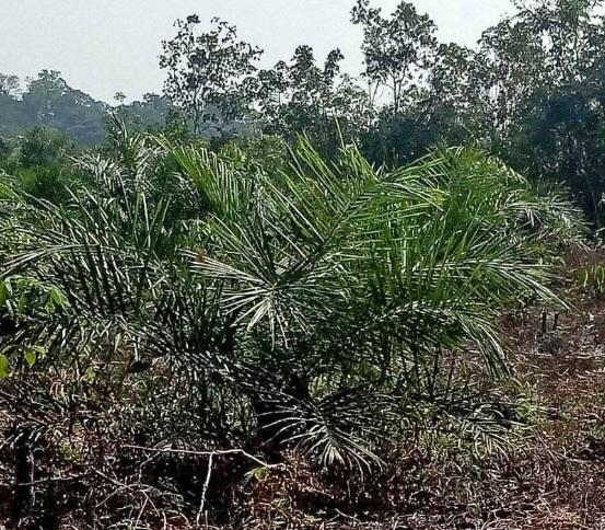 Simak! Ini Ciri-ciri Bibit Kelapa Sawit Tidak Normal