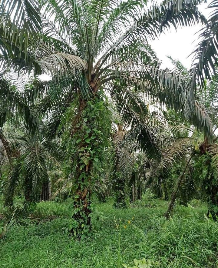 Dirut Sawit Wacth: Itu Abaikan Proses Penegakan Hukum