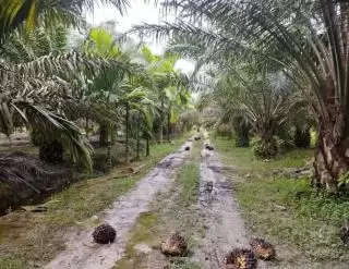 Luas Kebun Rakyat Terus Menyusut di Mukomuko, Ini Penyebabnya