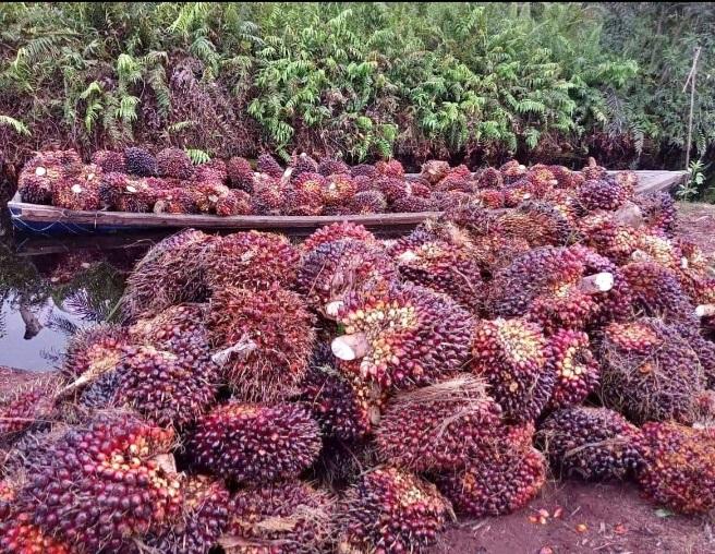 Evolusi Terbaru Industri Sawit Indonesia, Rotor Penggerak Pembangunan Pedesaan