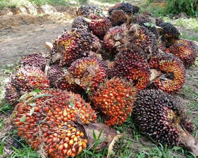 Harga Kelapa Sawit Mitra Plasma Naik di Riau Dibandrol Rp2.535,37 Per Kilogram