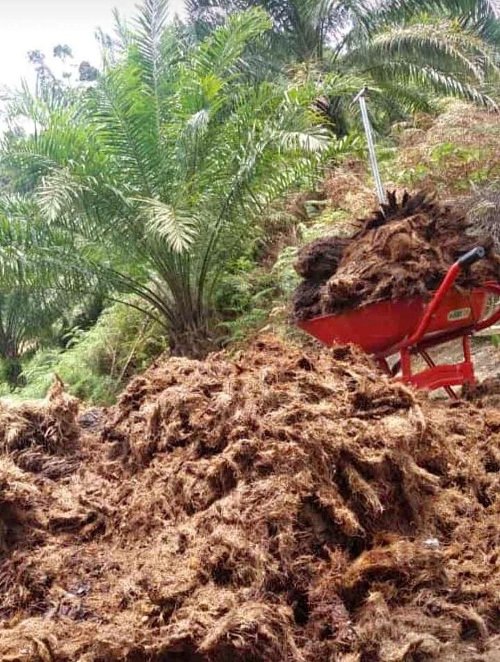 Evolusi Terbaru Industri Sawit Indonesia, Melahirkan Masyarakat Berpendapatan Menengah di Pedesaan