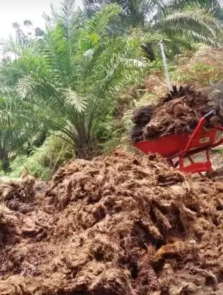 Evolusi Terbaru Industri Sawit Indonesia, Melahirkan Masyarakat Berpendapatan Menengah di Pedesaan