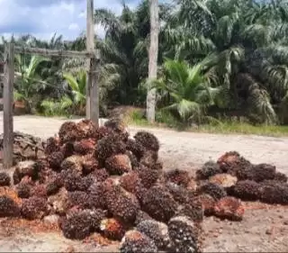 Evolusi Terbaru Industri Sawit Indonesia: Petani Tak Kesulitan Apalagi Kekurangan Bahan Pangan