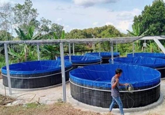 Merayu Petani Sawit Budidaya Ikan Sistem Bioflok Tambah Penghasilan