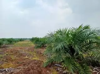 Optimalkan Produktivitas Sawit Solusinya Penggalakan Benih Berkualitas