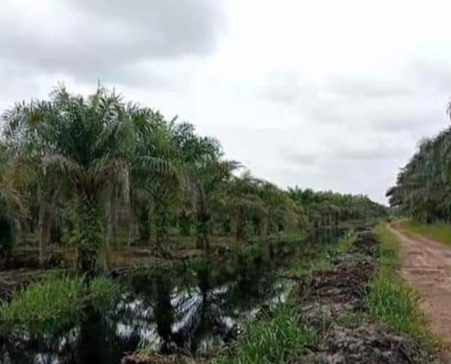 Program PSR Terhambat, APKS Bengkulu Desak KLHK Berpihak Pada Petani