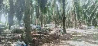 Berserakan di Kebun Sawit, DLH Rohul Dituding 'Main-main' Tangani Sampah