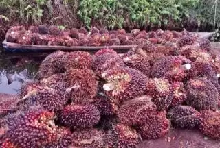 Harga TBS Sawit Naik Rp3,99 Per Kilogram di Sumbar Sepekan Kedepan