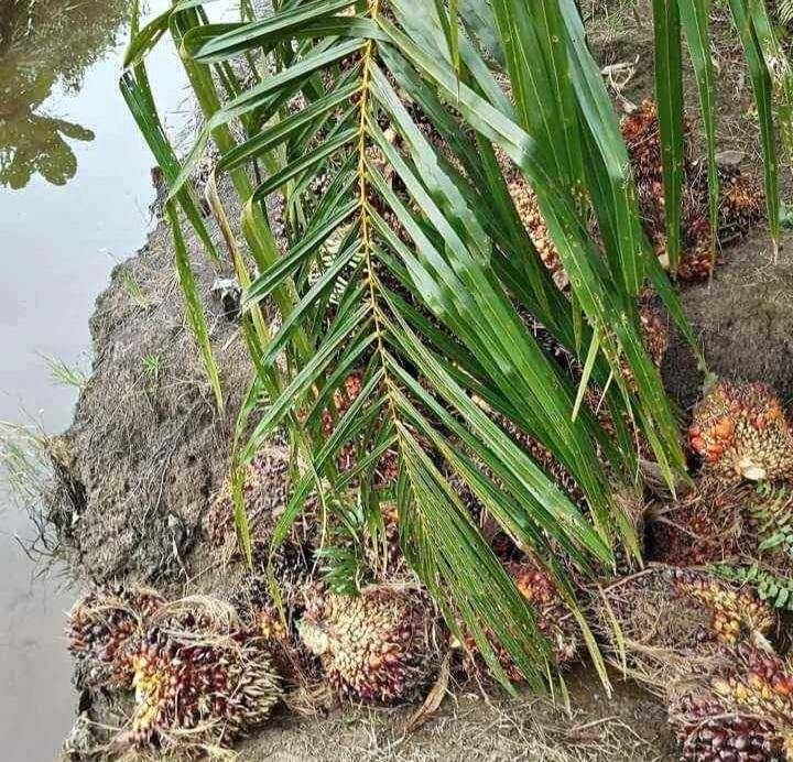 Harga Sawit dan Singkong Naik di Mesuji Awal 2024