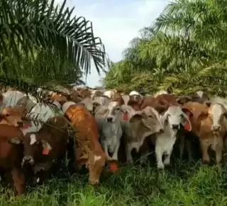 Siska Capai 2.247 Ekor Menyebar di Enam Kabupaten Kalimantan Barat