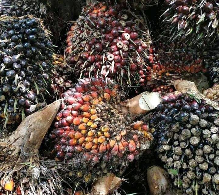 Soal Harga TBS Sawit, Sumut Tertinggi dan Sultra Terendah