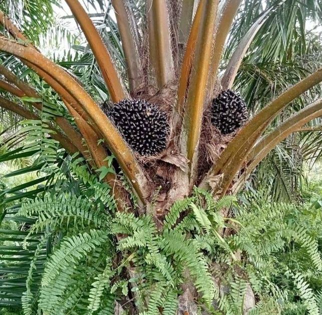 Gas Metana Dari Limbah Sawit Bisa Diubah Jadi Energi Terbarukan Pakai Teknologi