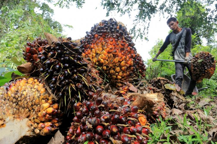 Sumbar Masih Juara Harga TBS Tertinggi, Diikuti Sumut dan Riau