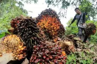 Akhirnya, Harga TBS Sawit Plasma Riau Kembali Salip Swadaya