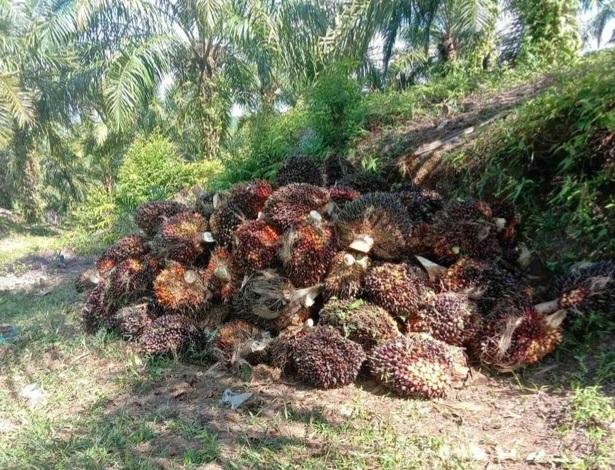Harga TBS Sawit Mitra Swadaya Riau Turun Lagi, Usia 9 Tahun Dibanderol Rp 2.633,03/Kg