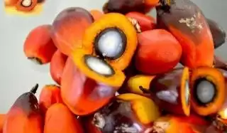 Harga Jual Kernel Perusahaan Mitra Swadaya di Riau Anjlok
