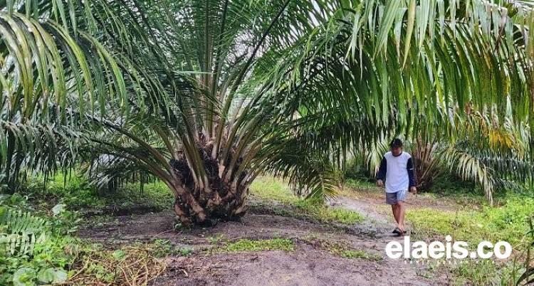 Musim Trek, Petani : Untung Harga Sawit Tinggi