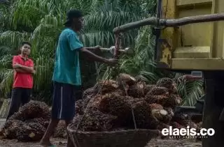 CPO dan Kernel Makin Mahal, Harga TBS Mitra Swadaya di Riau Tembus Rp 2.835/Kg