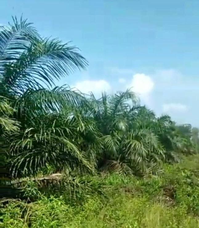 Tanaman Sawit Bisa Lambat Berbuah, Ini Penyebabnya