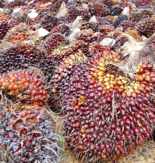 Harga TBS Kelapa Sawit, Juaranya Provinsi Sumbar Daerah Sentra Sawit Lainnya Lewat