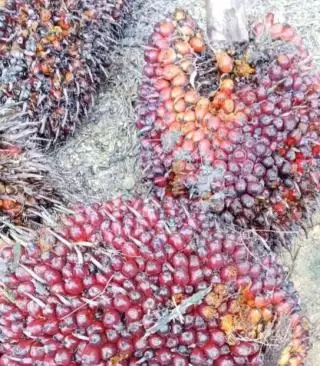 Di Duri Harga TBS Sawit Kok Beda, Sebelah Timur Rp2.270 Per Kg dan di Barat Rp2.150 Per Kg