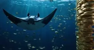 Maksimalkan Keuntungan dengan Staking Manta di Ekosistem Manta Network