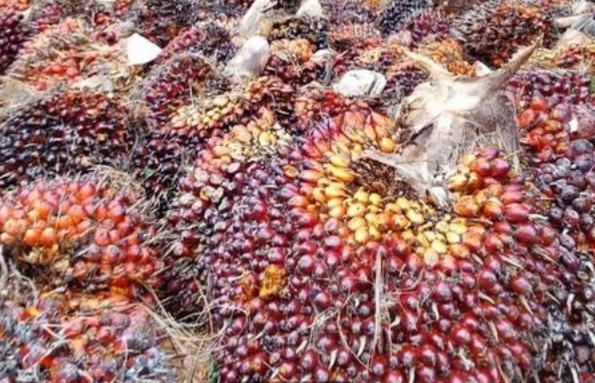 Di Long Ikis PKS Tidak Ada Berdiri Petani Terpaksa Jual TBS  ke Ramp
