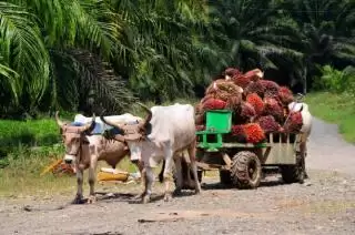 Indonesia Dapat Menentukan Harga Minyak Sawit Global Jika Kuasai 50% Pasar