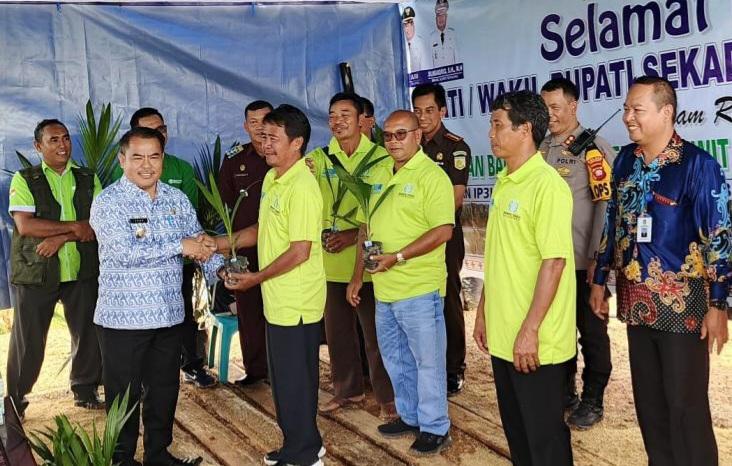 Terima Bantuan Ribuan Bibit Sawit Unggul 32 Poktan Sumringah di Sekadau