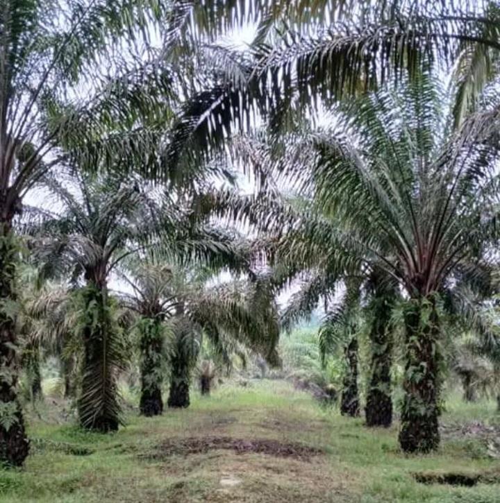 Dilaunching, SHINES Siap Bantu Petani Sawit Patuhi EUDR dan Dapatkan RSPO