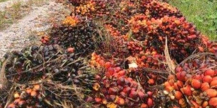 EUDR dan hubungan RI-EU: Apakah Havas dan Borrell Sepakat Soal Sawit?